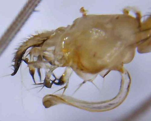 Réf. 328 013 : Sciapus holoxanthos